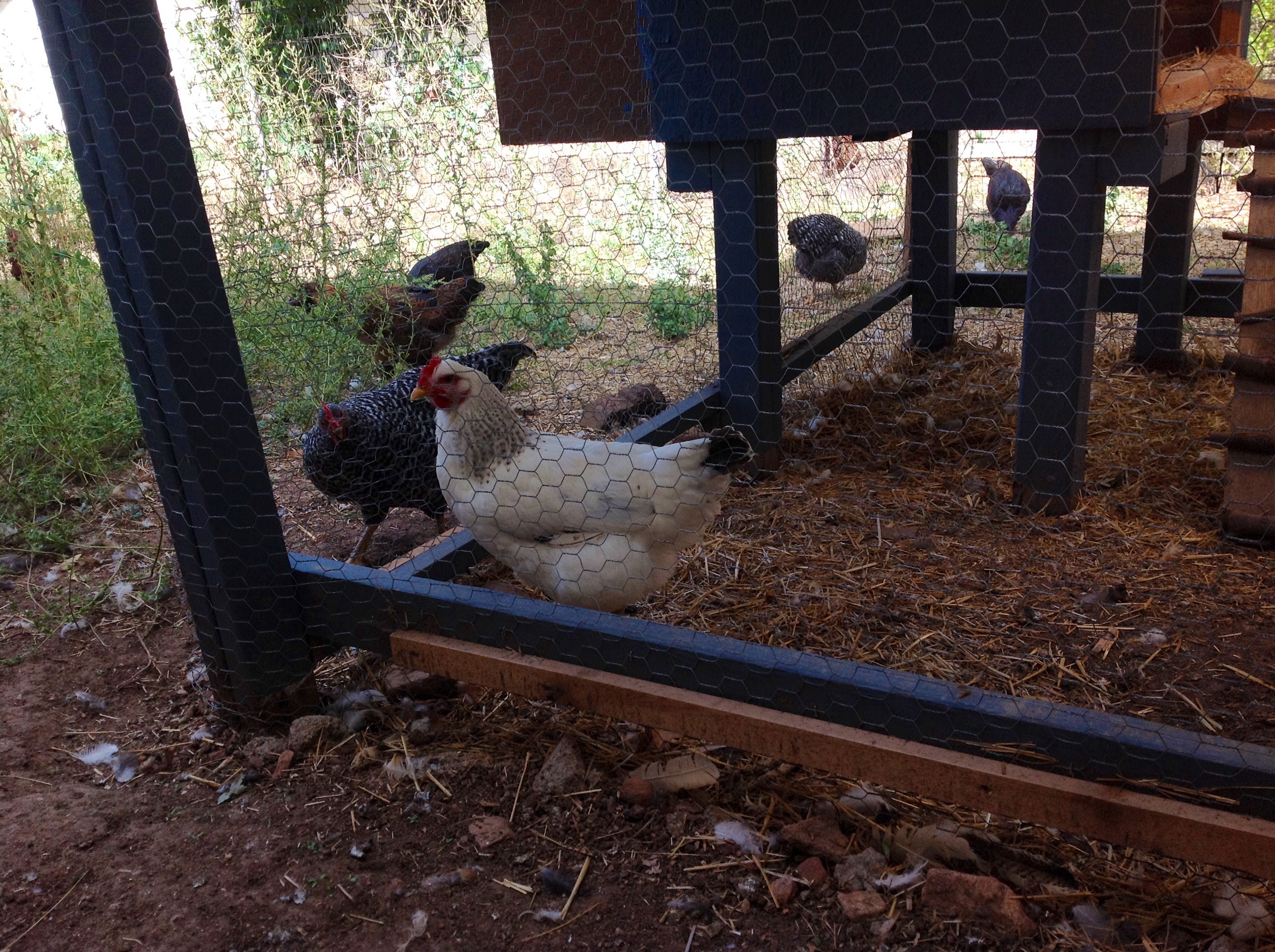 Injured Delaware hen, she was in the run during the day while the flick was out free ranging, She stayed in the smaller coop that is also enclosed in the run with the main coop.