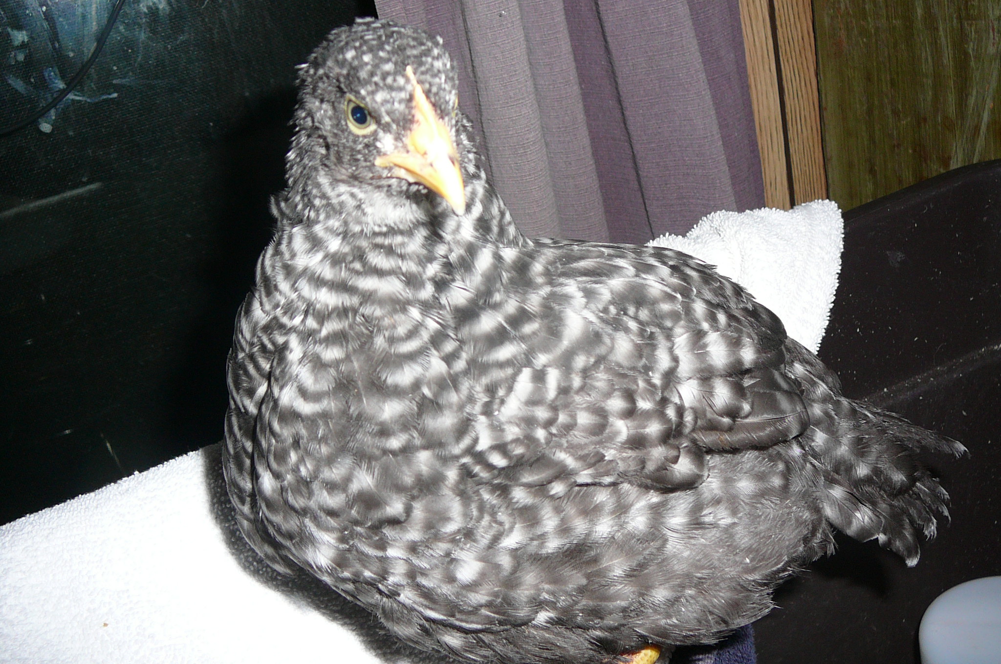 Injured Lucky
Spoiled from the get-go!  
6/3/12