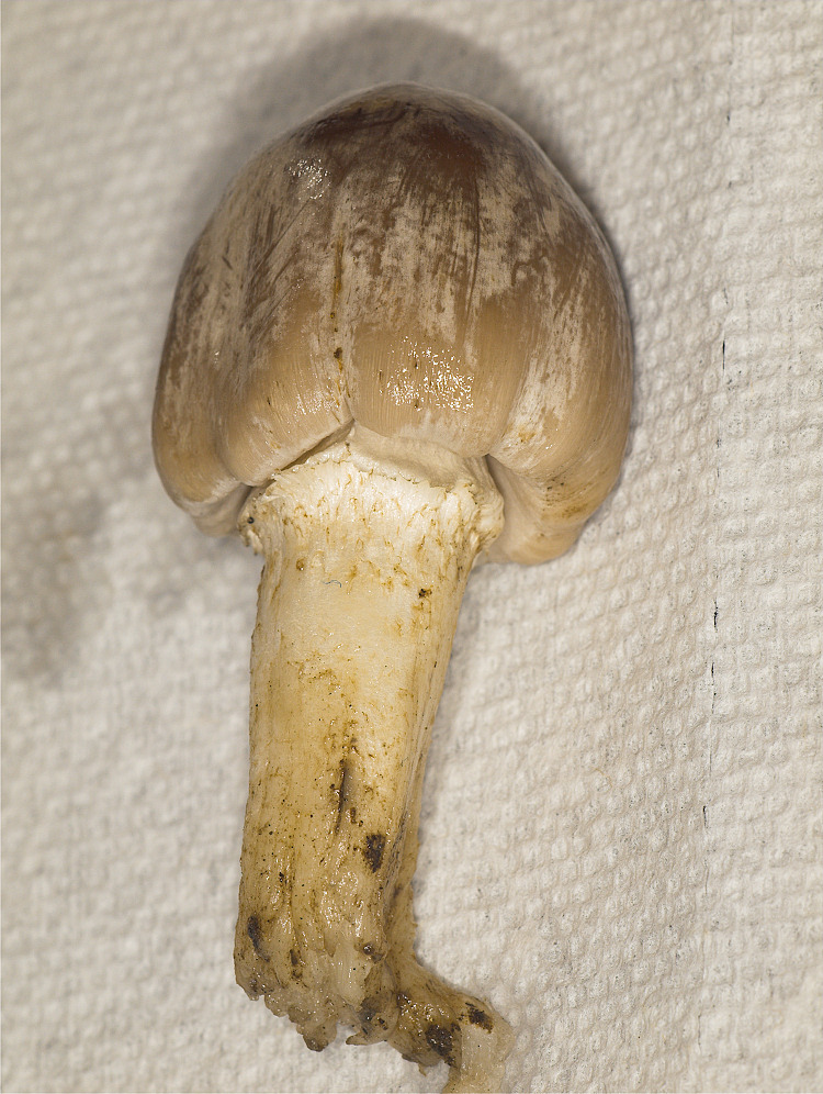 Inky Cap mushroom