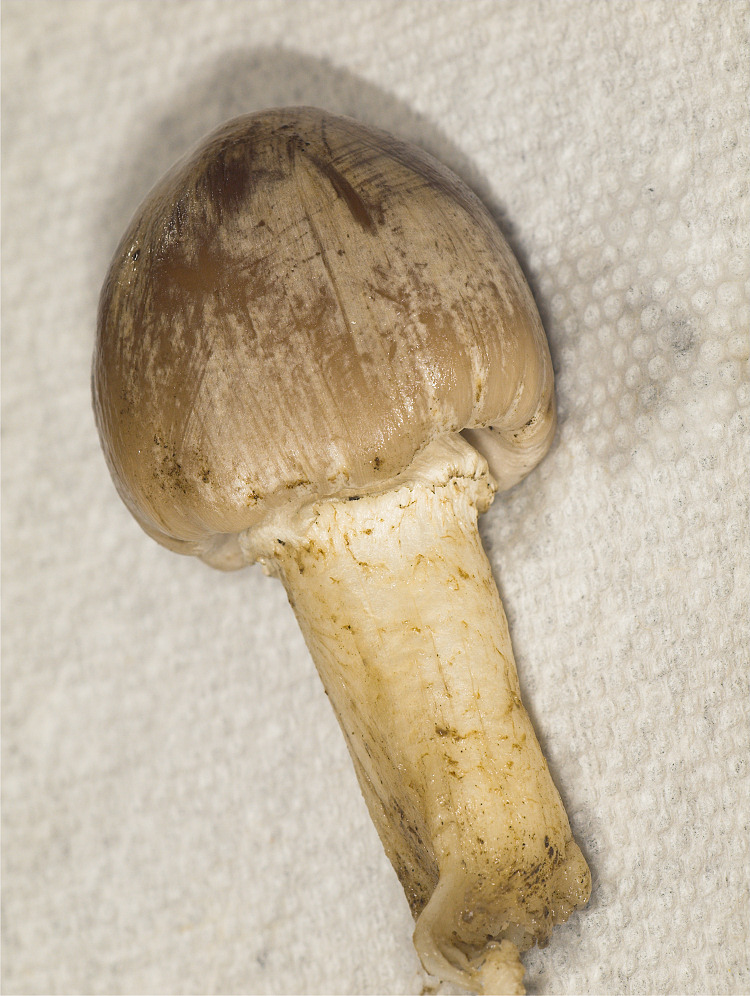 Inky Cap mushroom