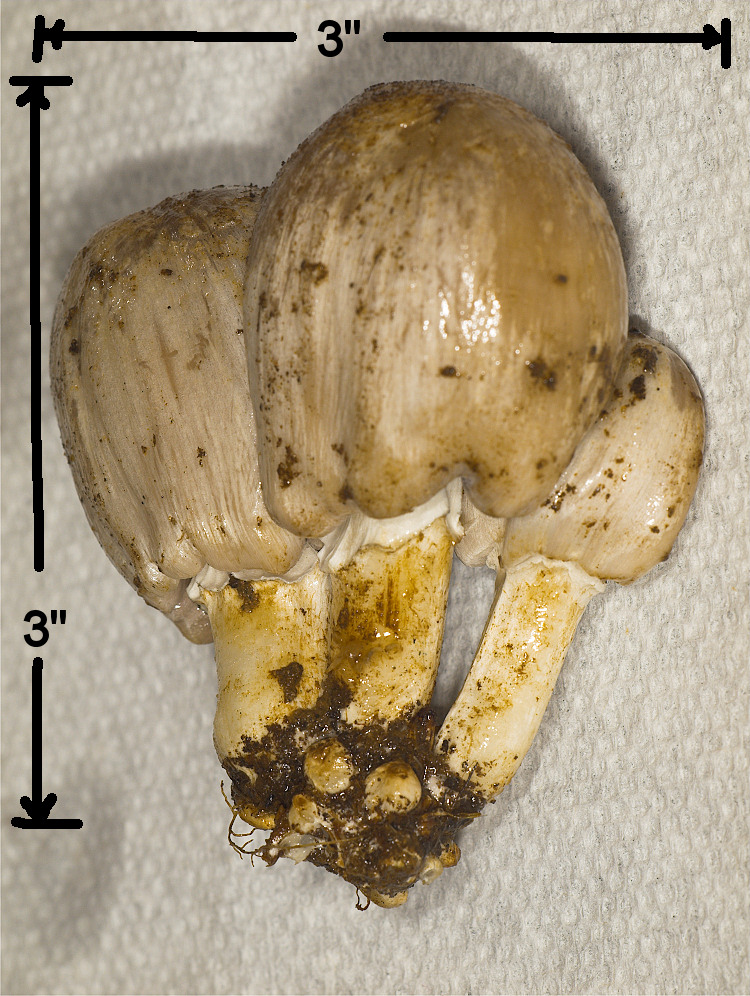 Inky Cap mushroom