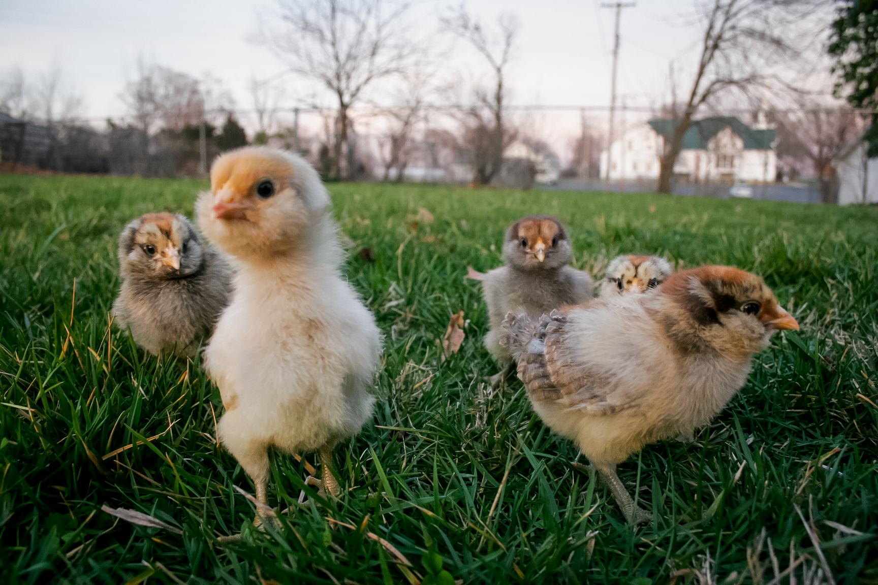 Inquisitive Daisy  (10 days old)