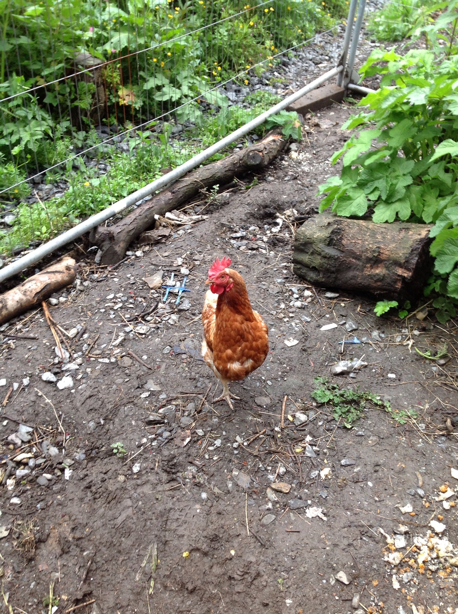 Inquisitive hen