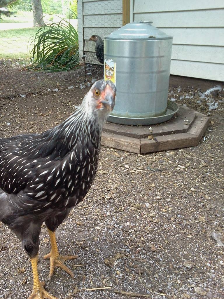 inquisitive "Polka"