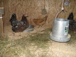 inside big coop