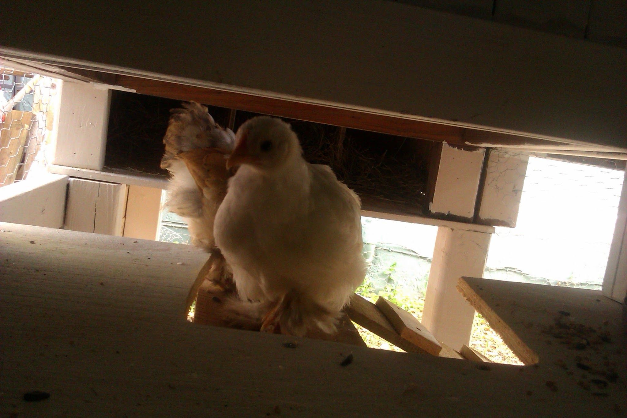 Inside breezeway that connects the roost area to the nest box on the other side of coop.  The ladder from down in the run comes up the middle then they just choose which way the want to go.  You can see the ladder just a bit there to the right.