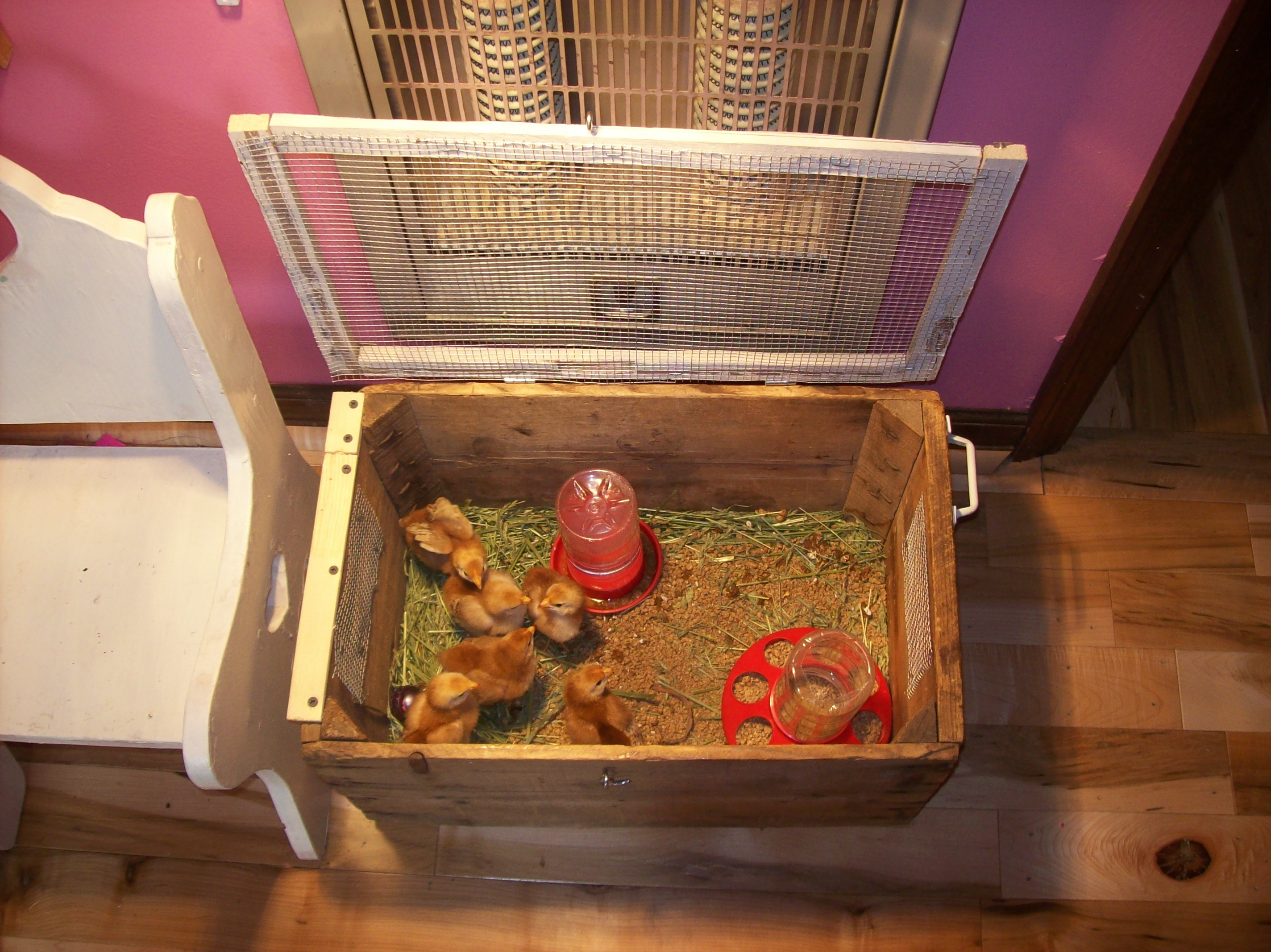 Inside brooder 5/26/13. Chicks 5 days old.  I found that using well cleaned Parmesan cheese bottles fit the plastic feeders better than Mason jars.  And I was able to cut the bottom out of one on the crumble feed for easier filling.  They go through it fast!    The chicks look like they're having a good gossip around the "water cooler"