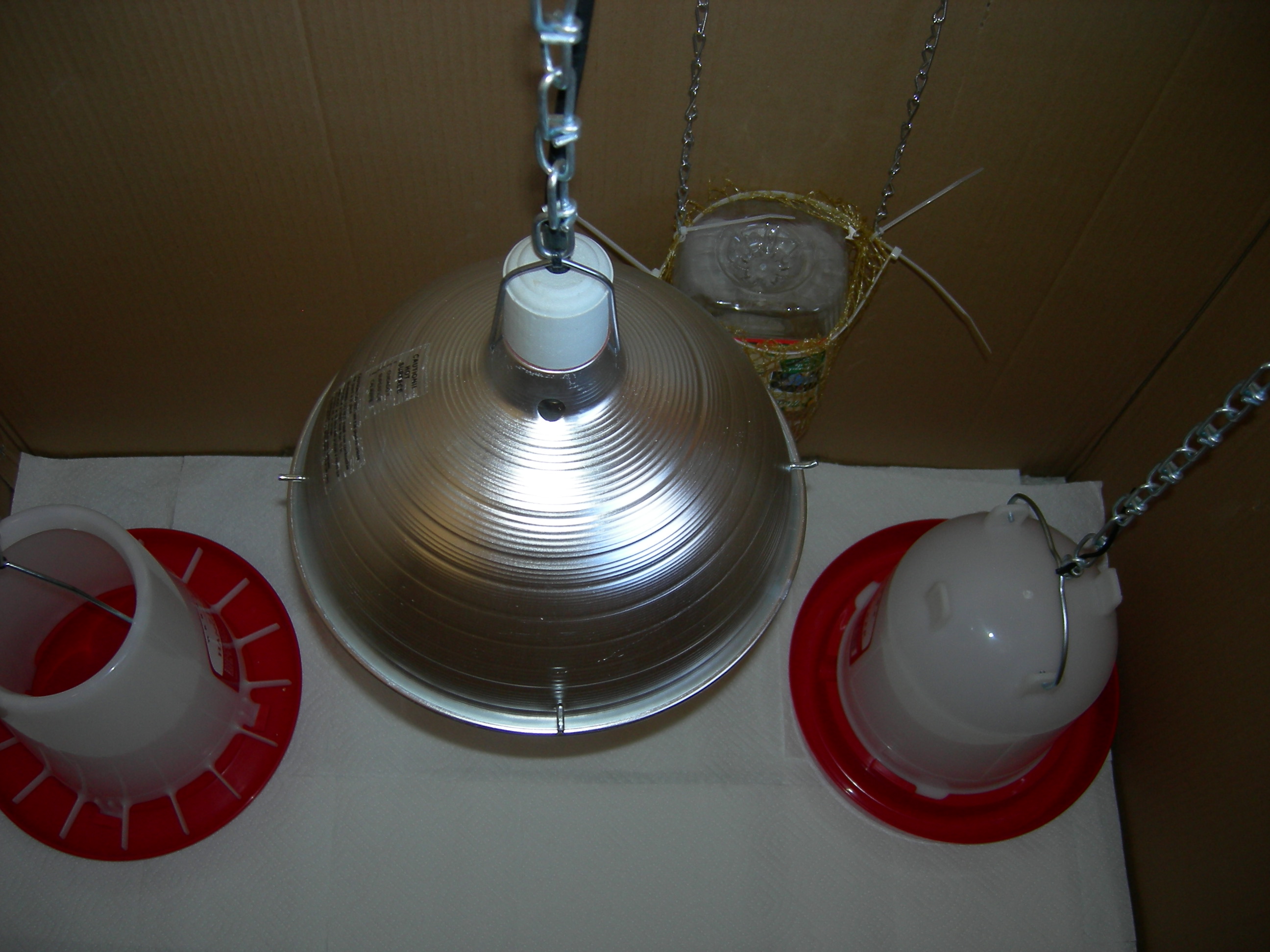 Inside Brooder Box - Ready for my chicks!