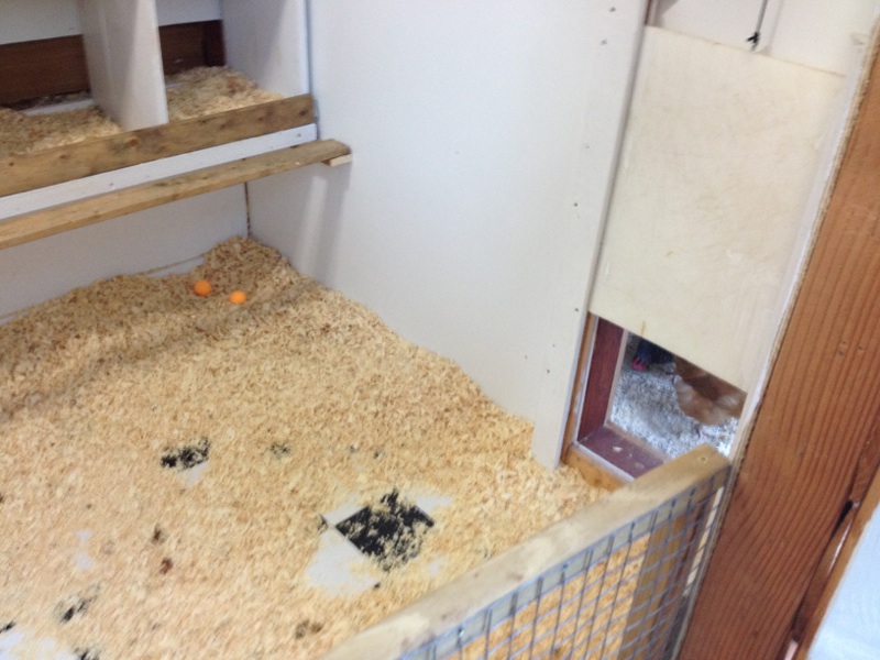 InsideChicken Ramp Entry BackYard Chickens Learn How to Raise Chickens