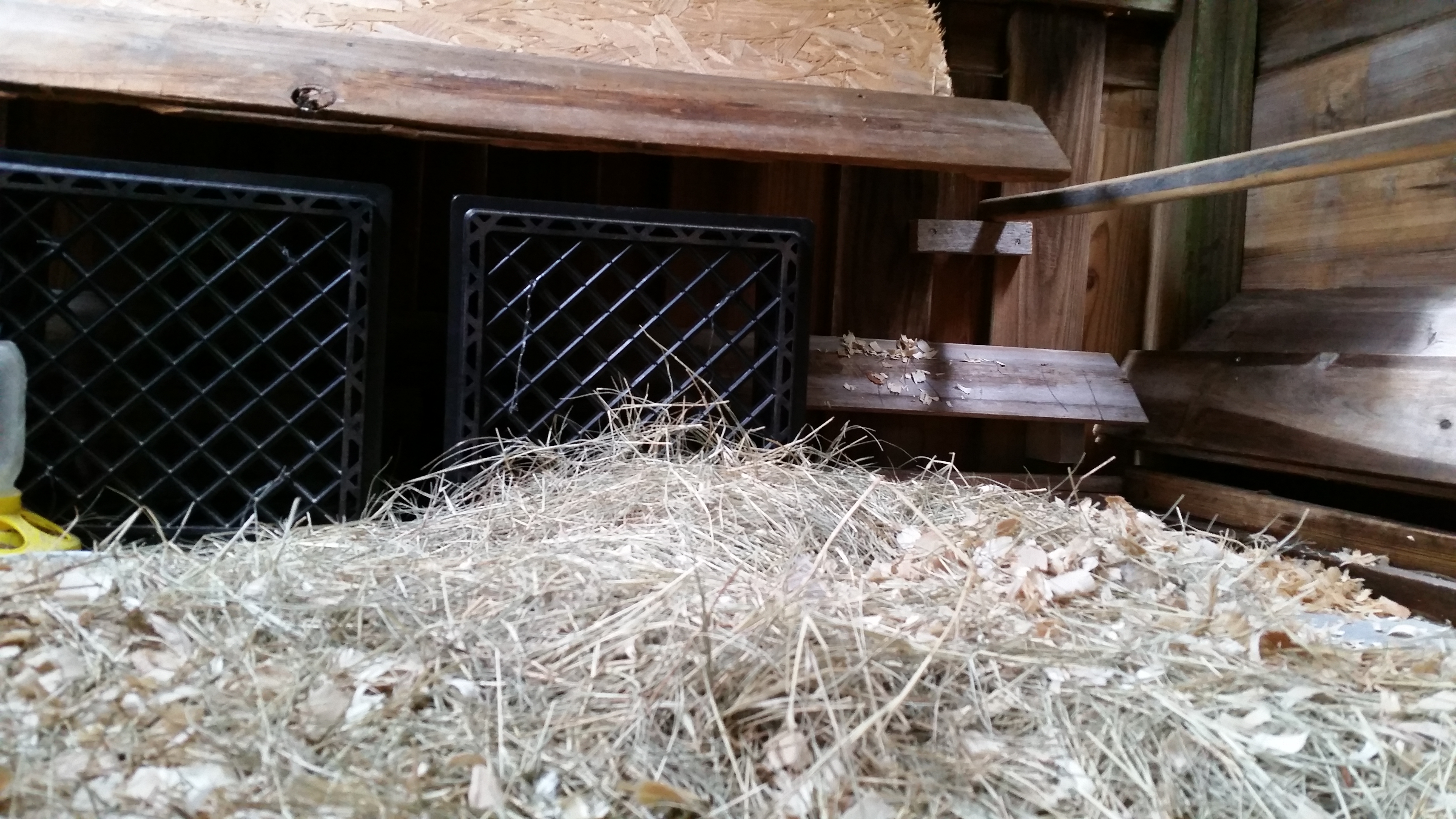 inside closed coop/nesting area