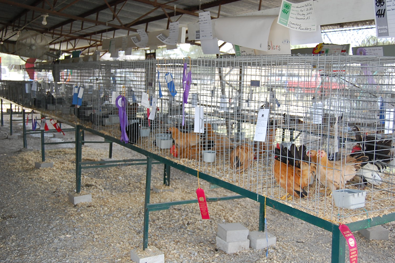 inside main poultry barn