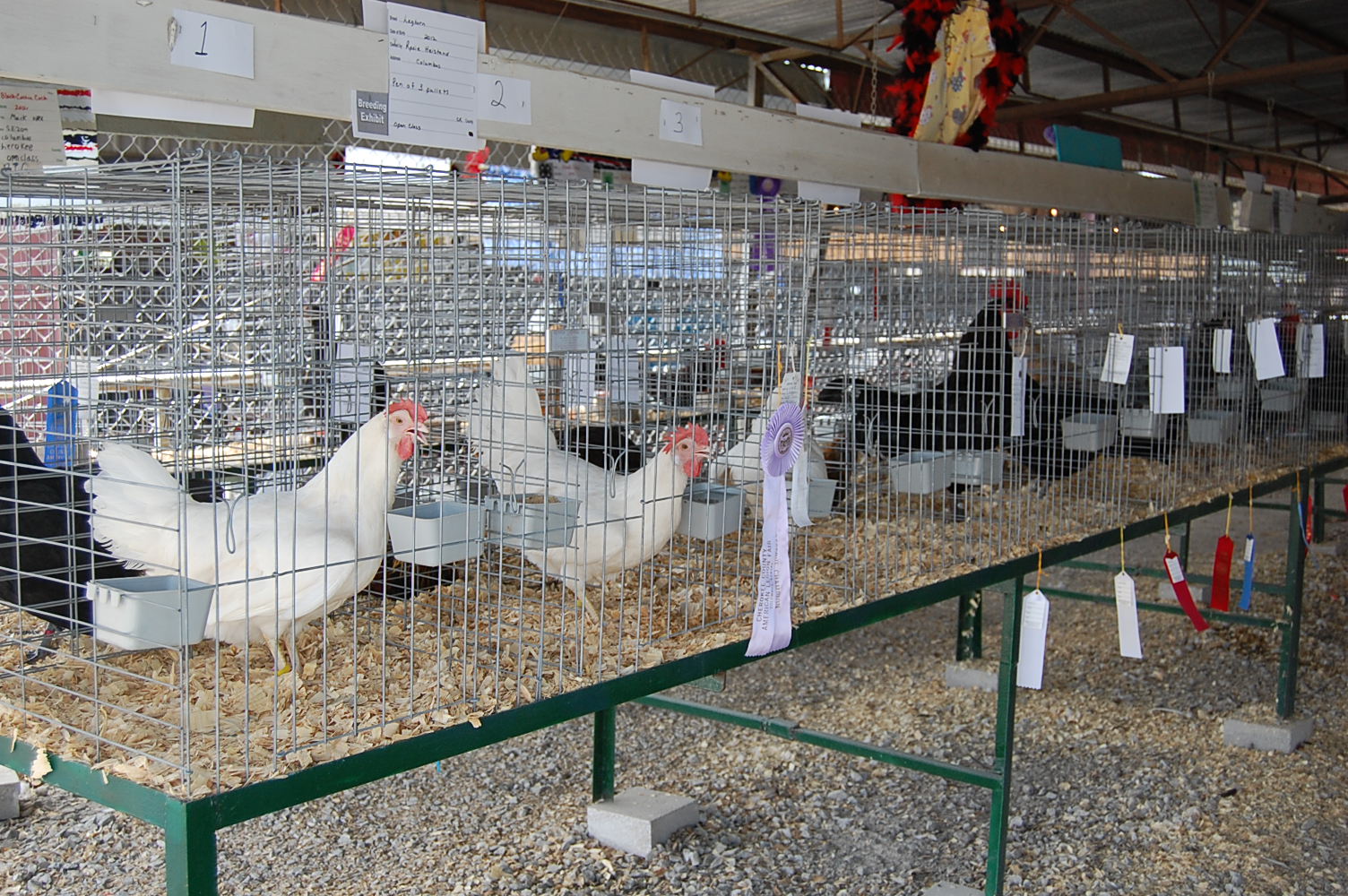 inside main poultry barn