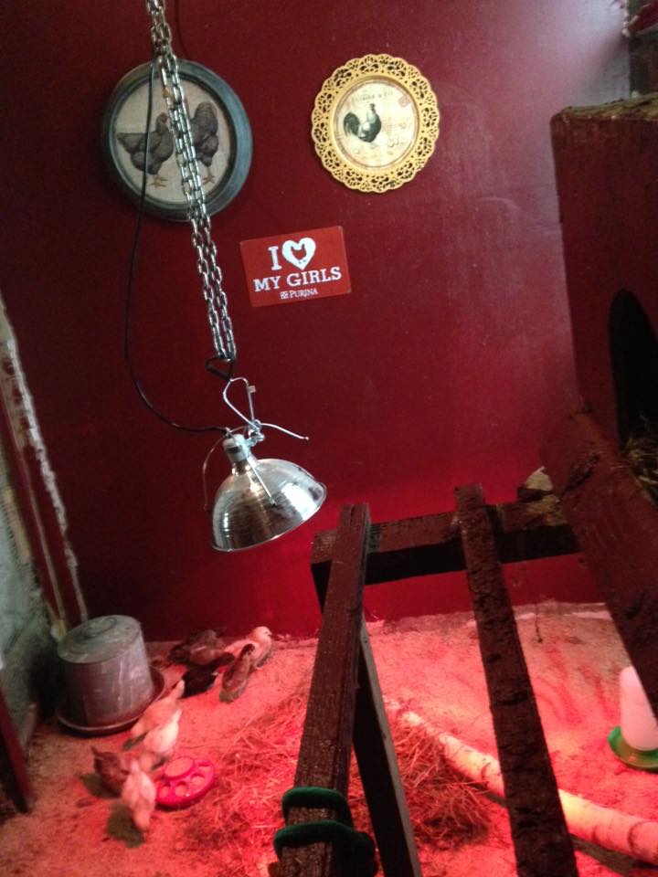 inside my coop