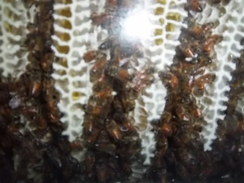 Inside of a TBH with new comb from the bees. Looking thru the side glass panel