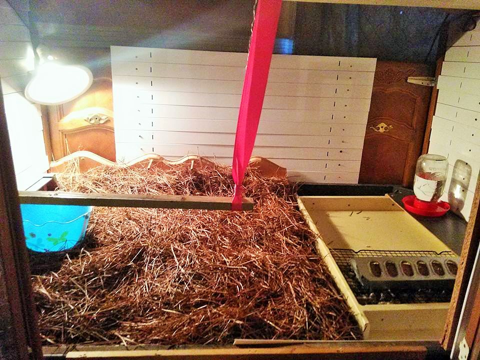 Inside of new brooder I made :)