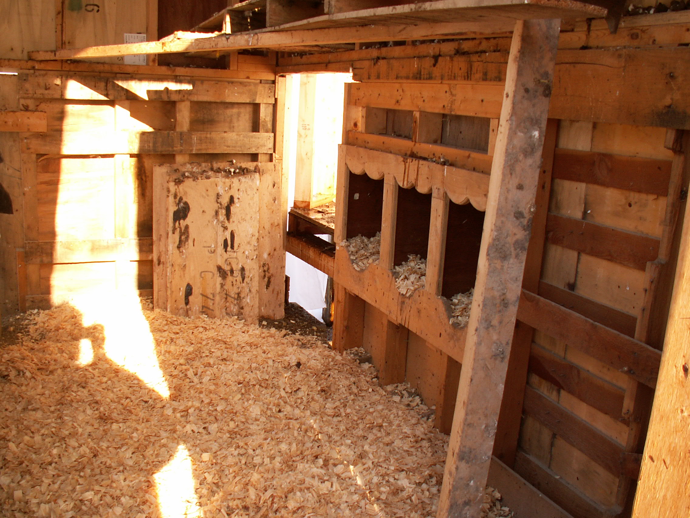 Inside of new coop