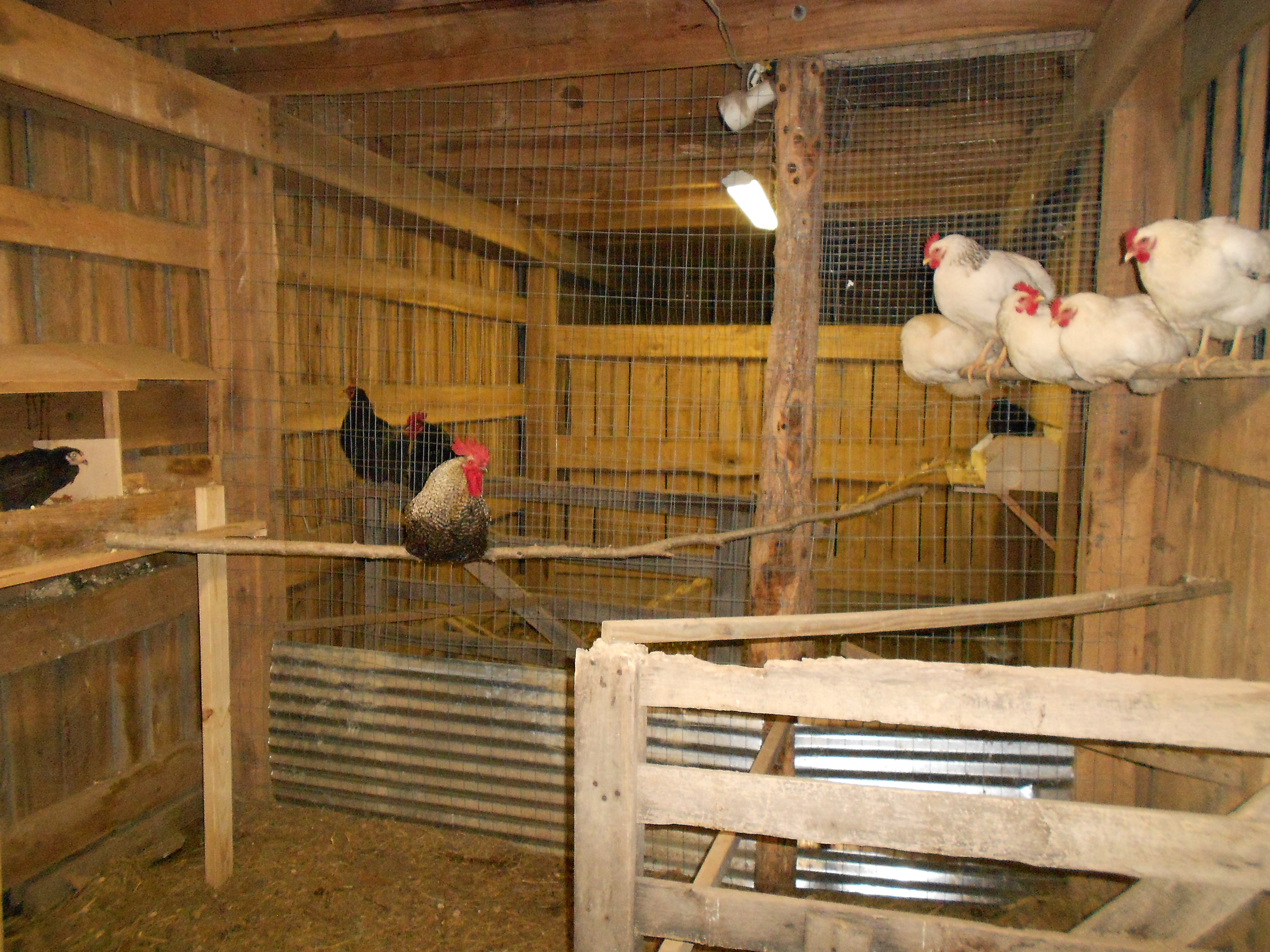 Inside of our coop/barn