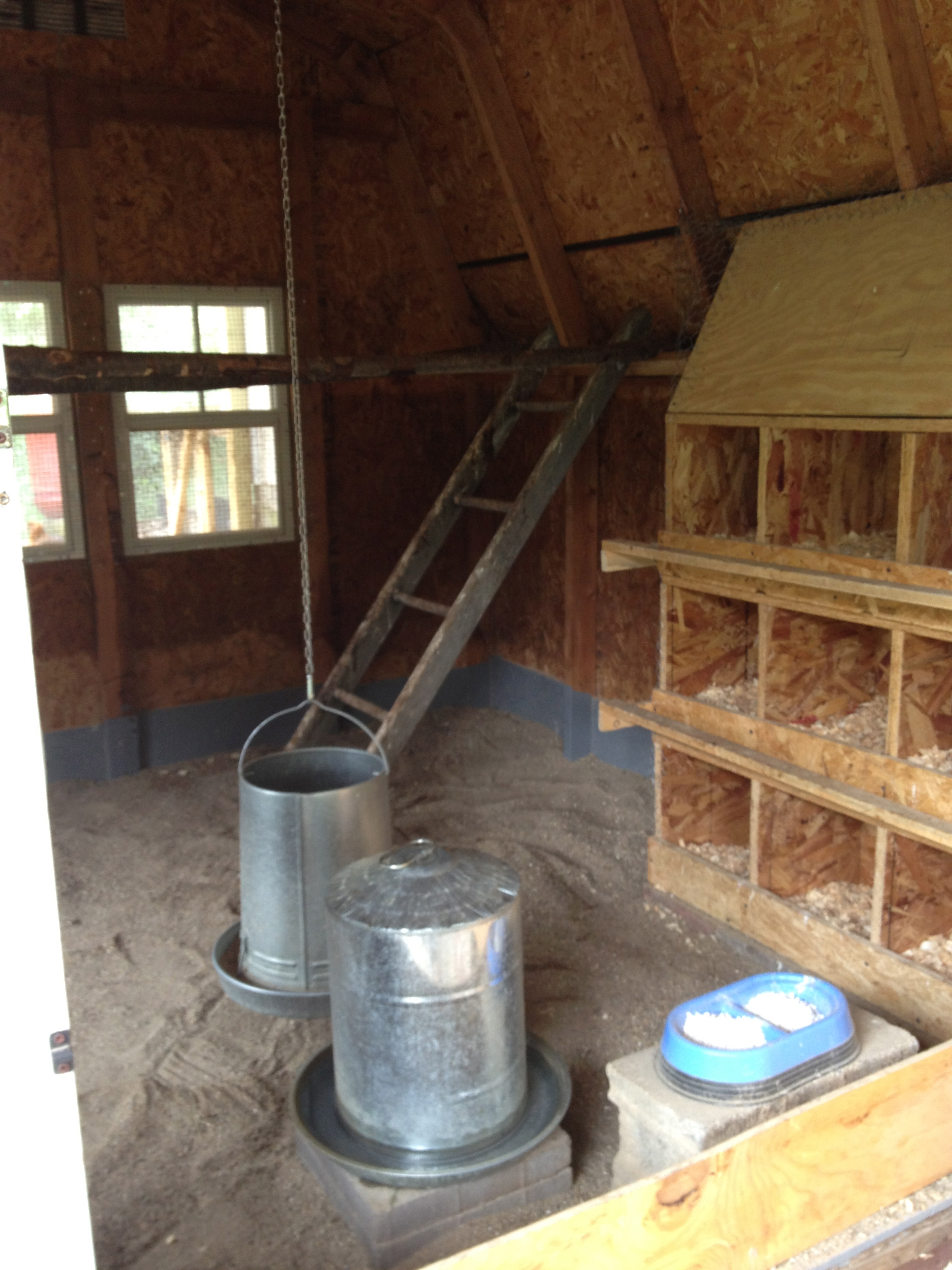 Inside of our layer coop.