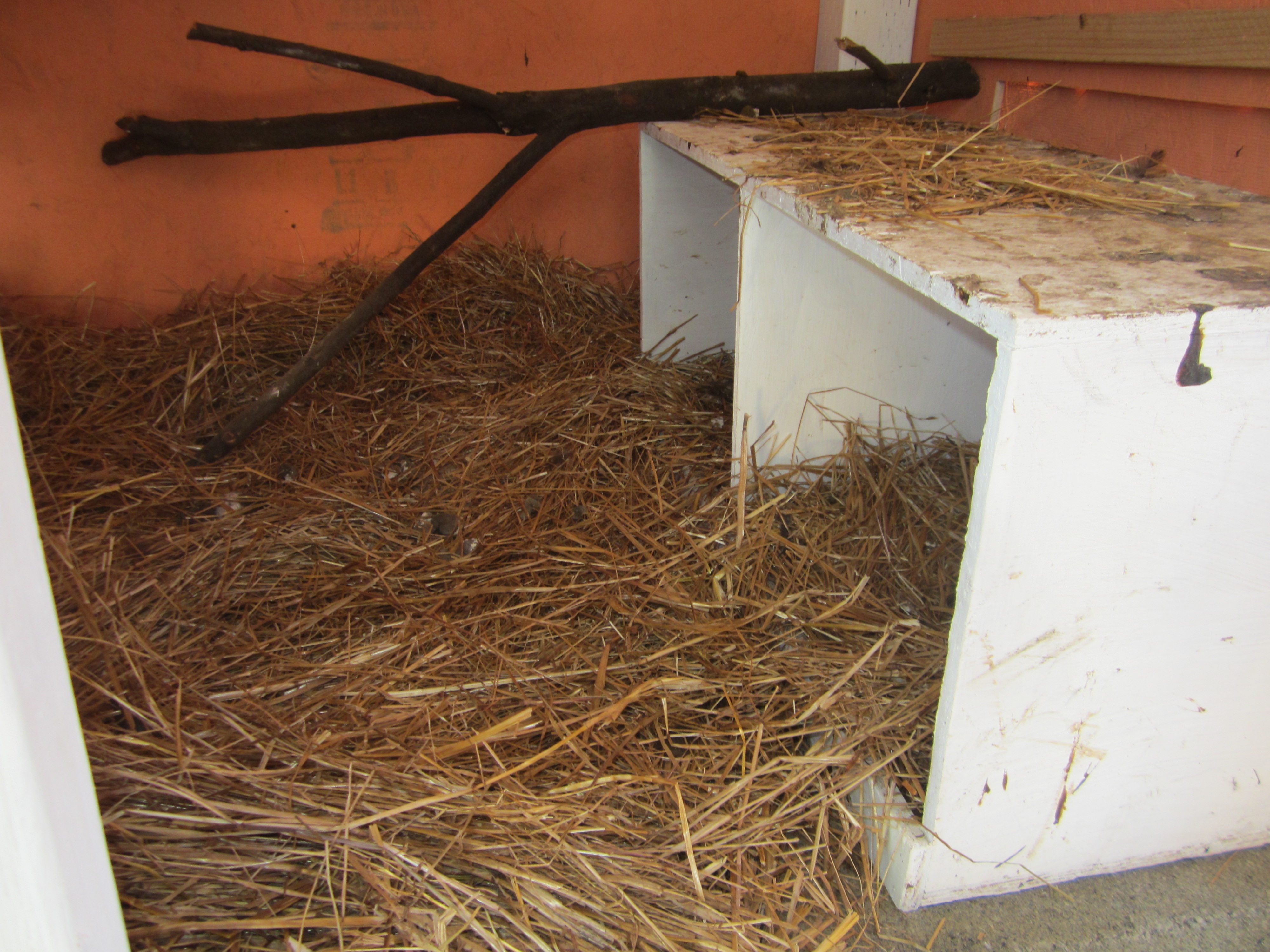 Inside of roost with nest boxes. The nest boxes are also up on some blocks with hay stuffed underneath to further insulate them since they tend to sleep in the boxes
