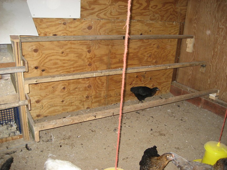 Inside of  the coop, inside of the barn....LOL