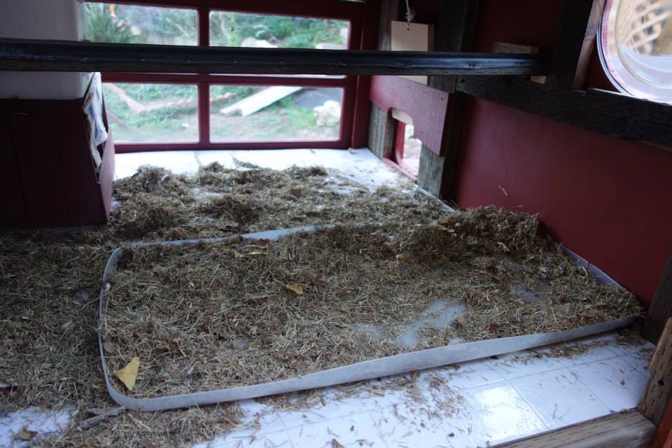 Inside of the coop. The plastic lid under the roosts catches most of the droppings. Grass clippings from mowing works for floor covering. For one thing, it's free.