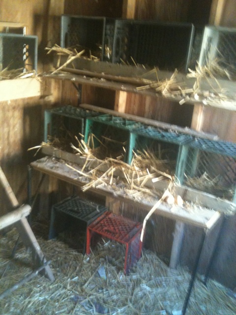 Inside of the coop...  We used milk crates as nesting boxes and it worked