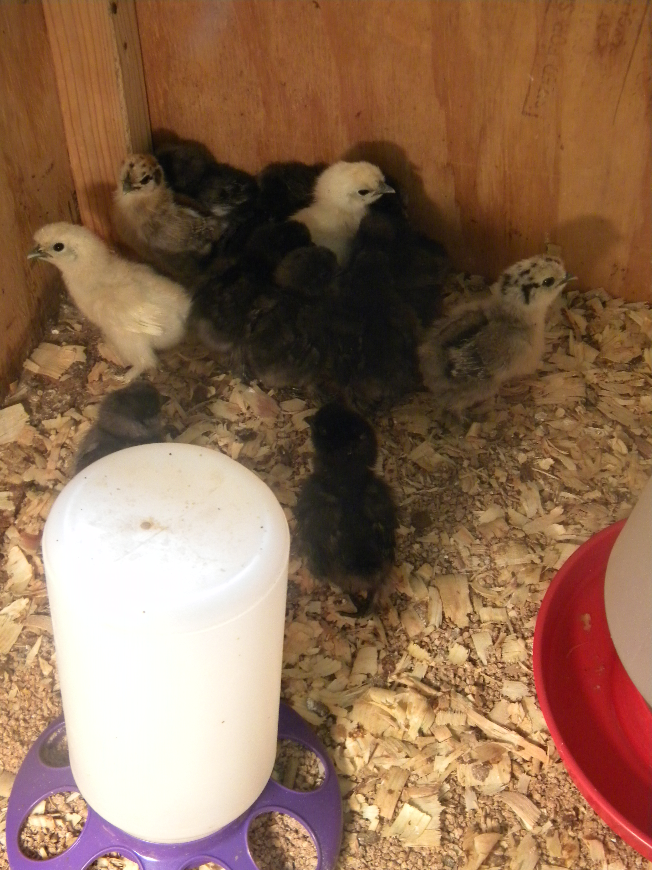 Inside one of our brooders