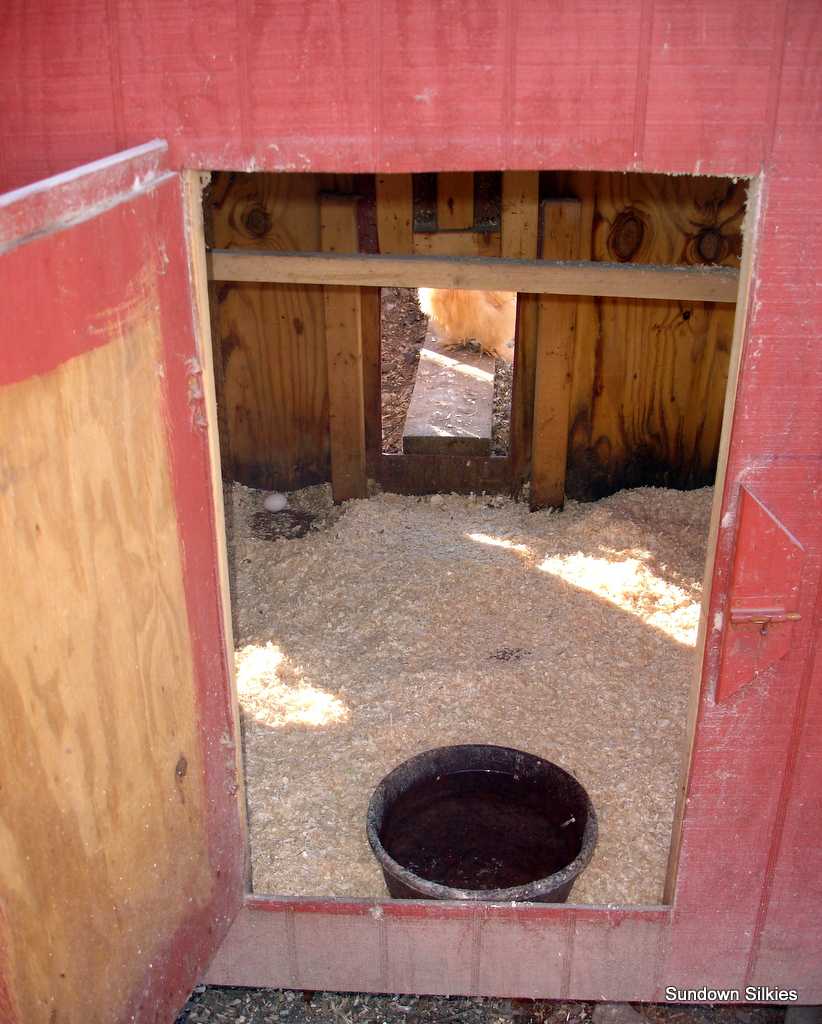 Inside one of the sections in my 3 section silkie coop.
