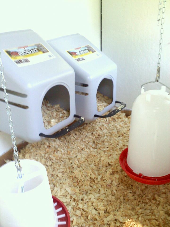 inside painted coop...nest boxes and feeder and waterer