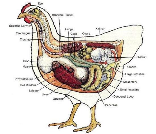 INSIDE PARTS OF A CHICKEN