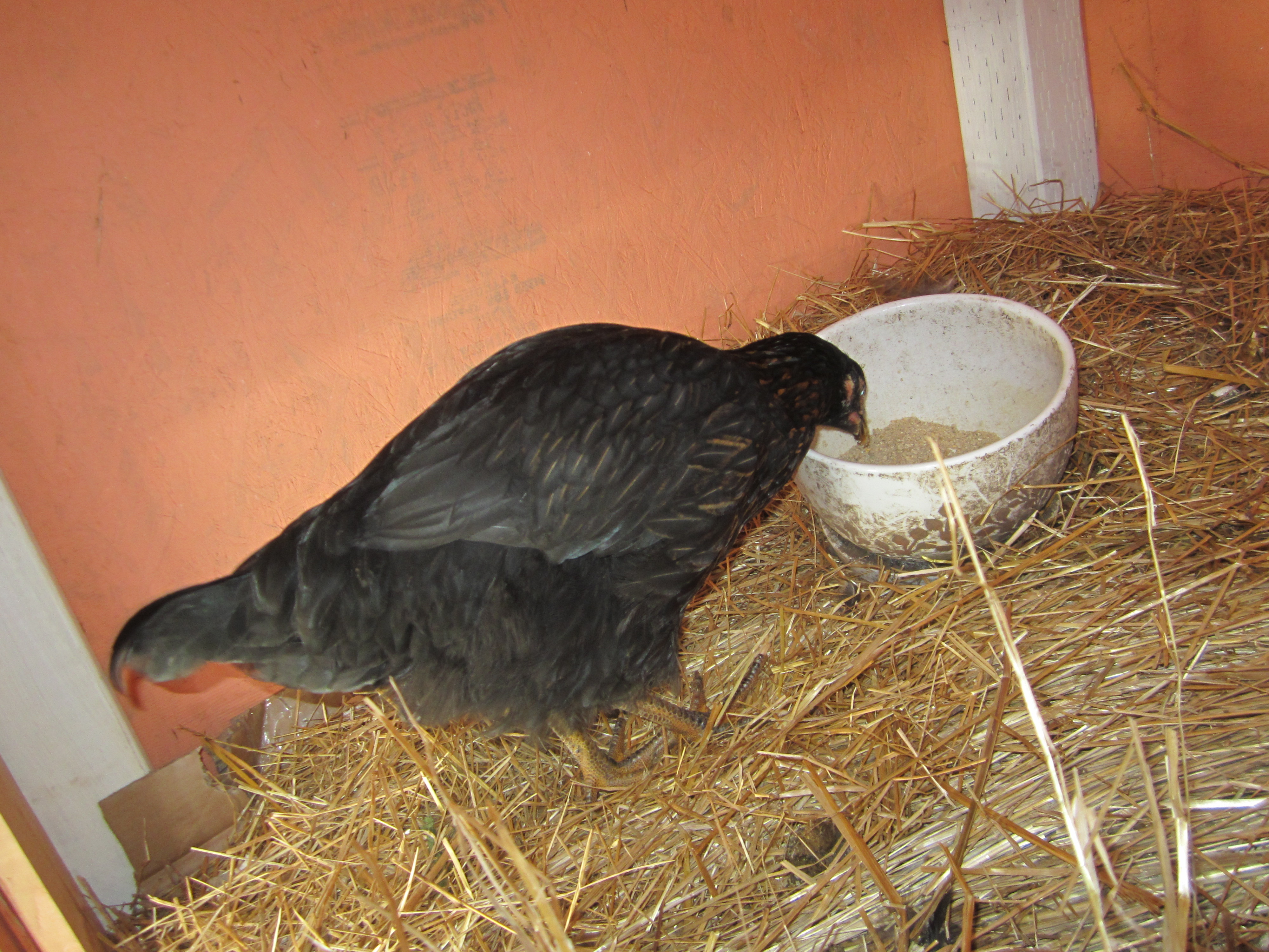 Inside roost. I originally was going to have 6 chickens but might just stick with 4. I'm thinking the coop could easily fit 10 chickens.