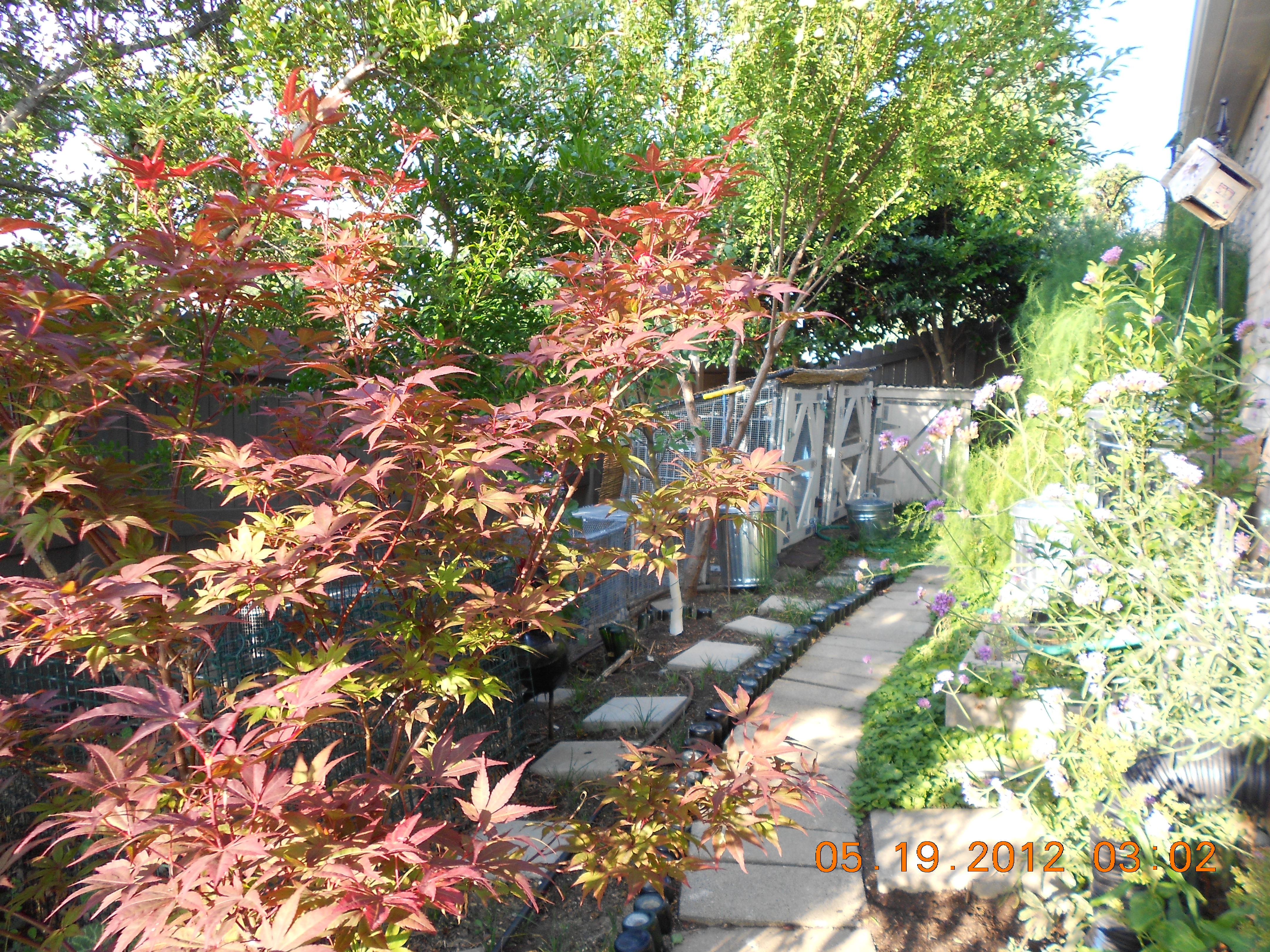 Inside side yard gate.DSCN0206.JPG