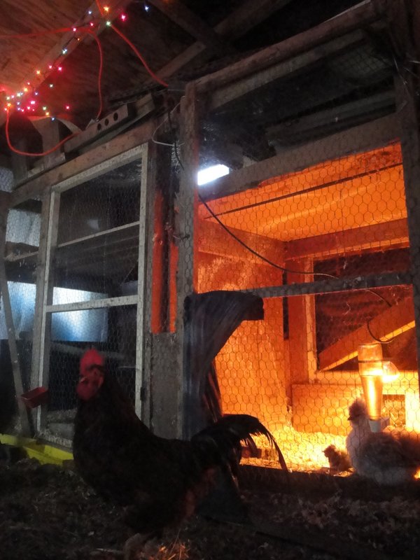 Inside the barn December 2012