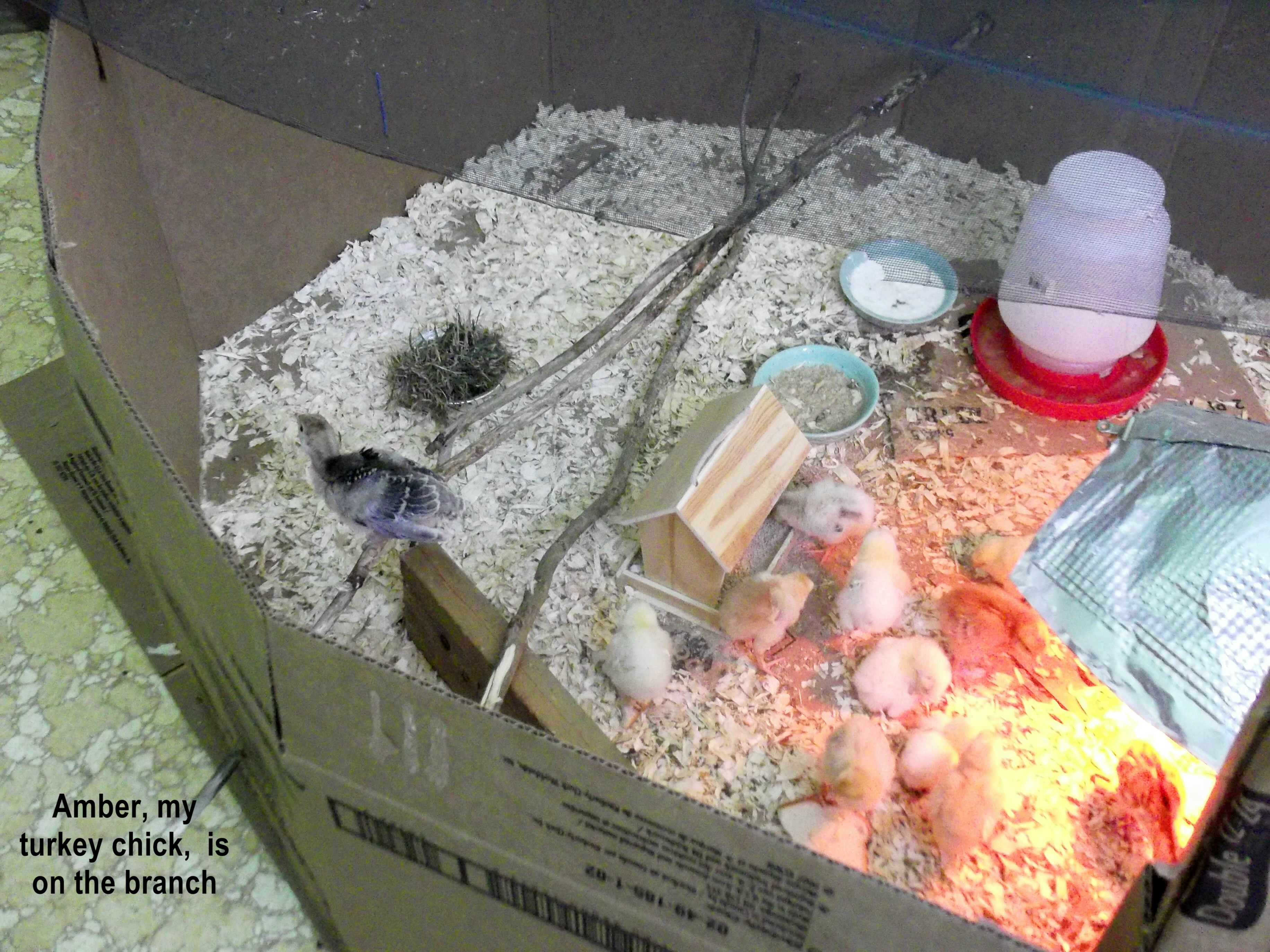 inside the brooder there is plenty of room for 23 chicks and 2 turkey chicks