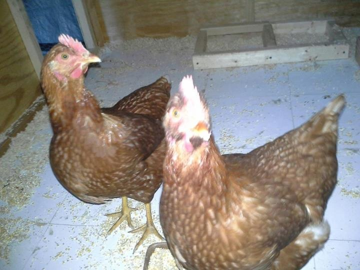 inside the chicken coop, i decide to install that floor ,i thought would be easy to clean the floor, i was afraid they would be no ok with that , but work perfect and they like.