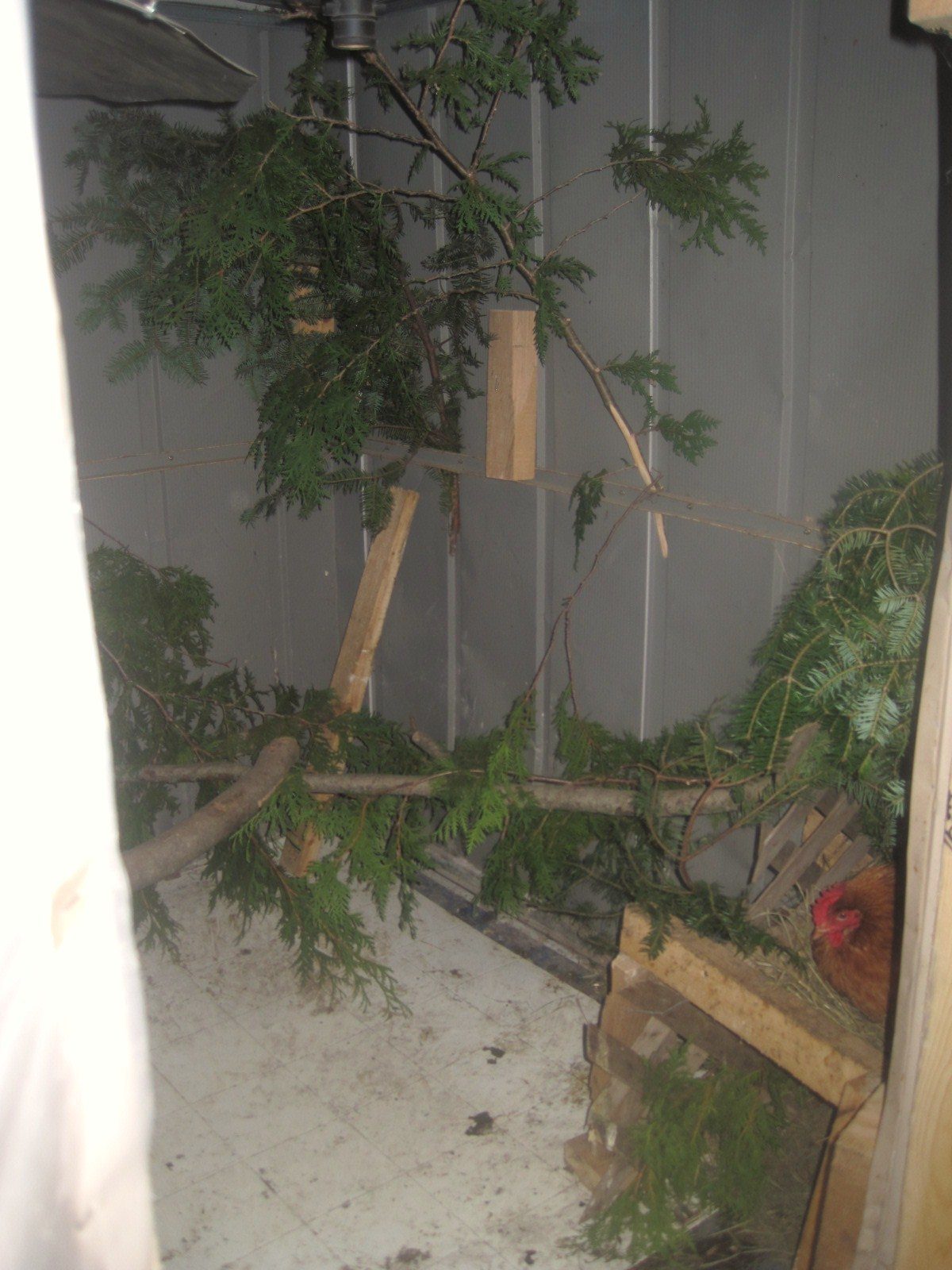 inside the coop. they all love the real branches to perch on. they also have 4 boxes to lay in