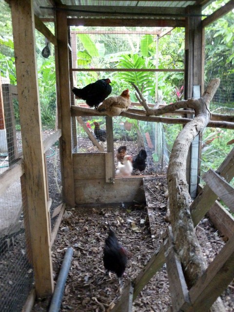 Inside the coop