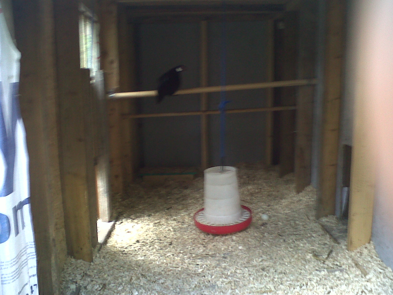 inside the coop