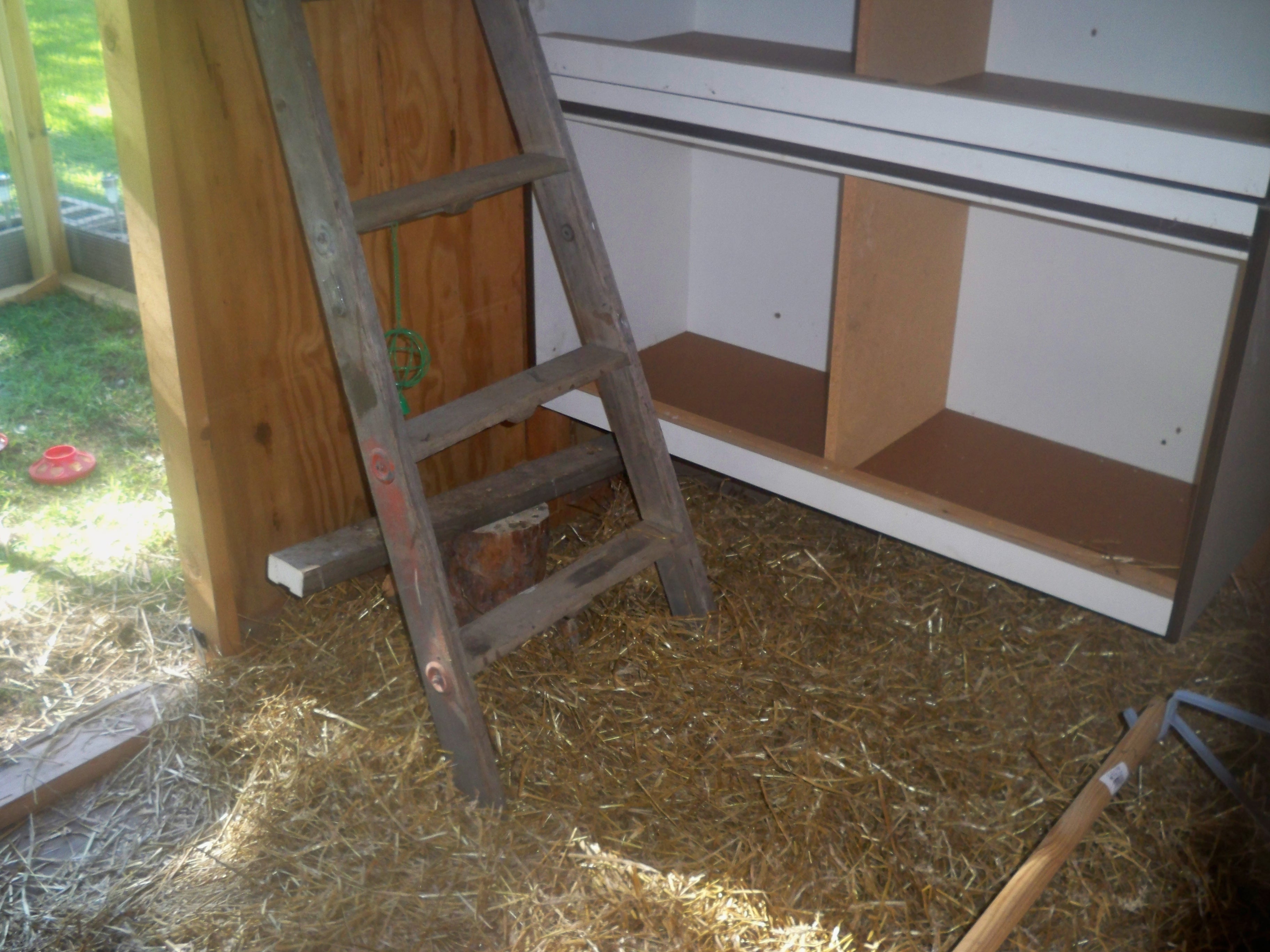 Inside the coop