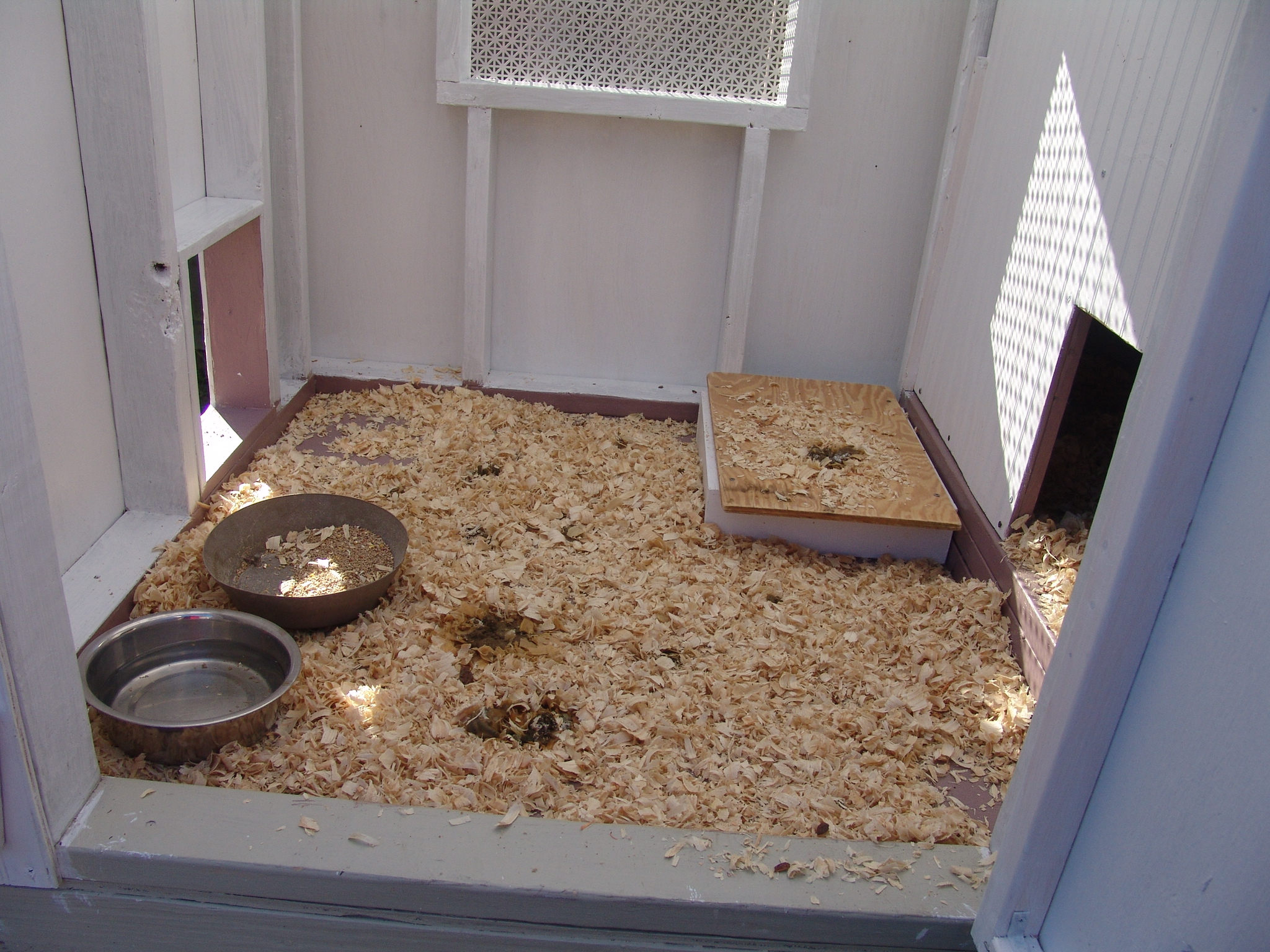 inside the coop