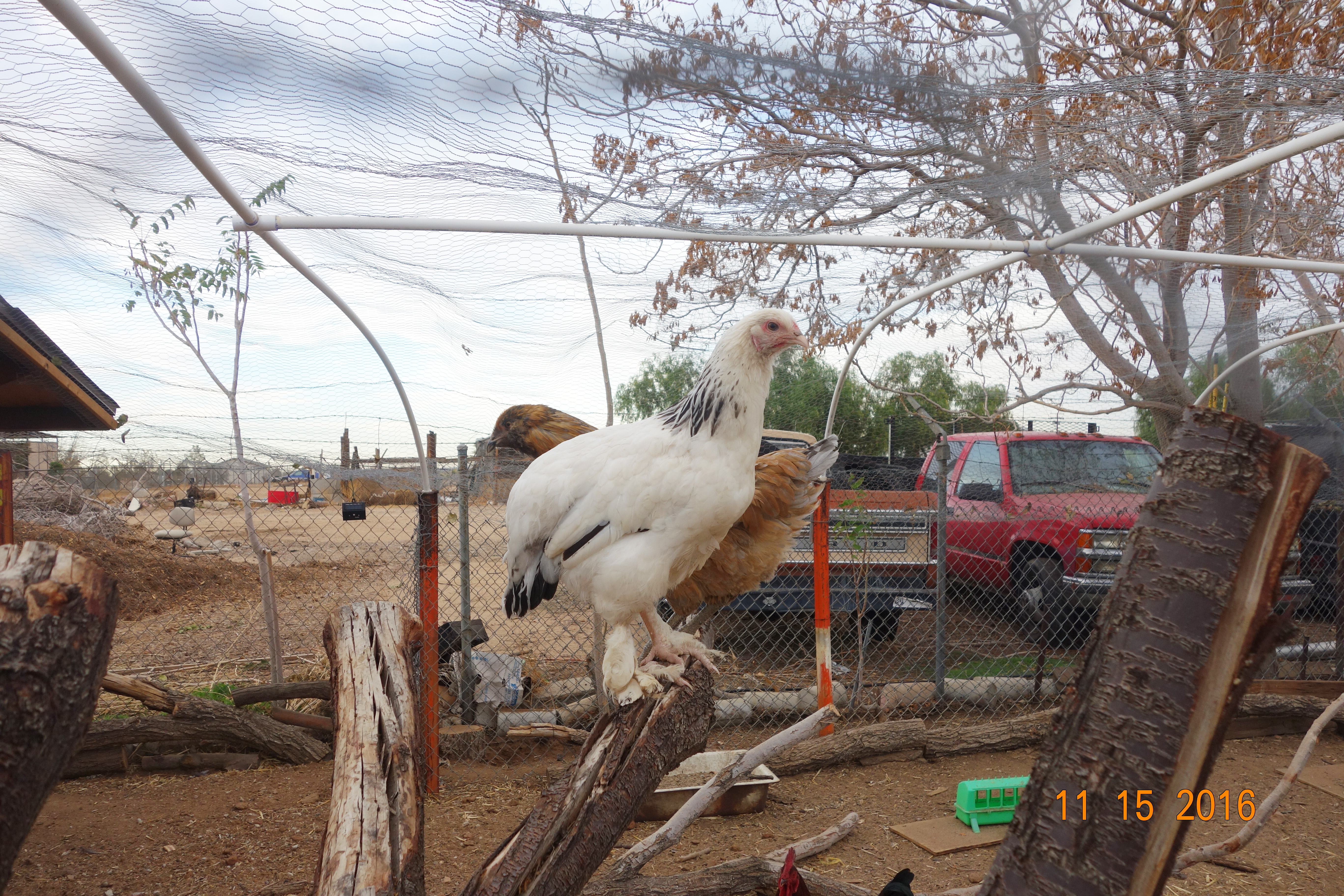 Inside the enclosed run is a dead tree that I trimmed down to a shorter height and serve as a perch for the flock. They love it.