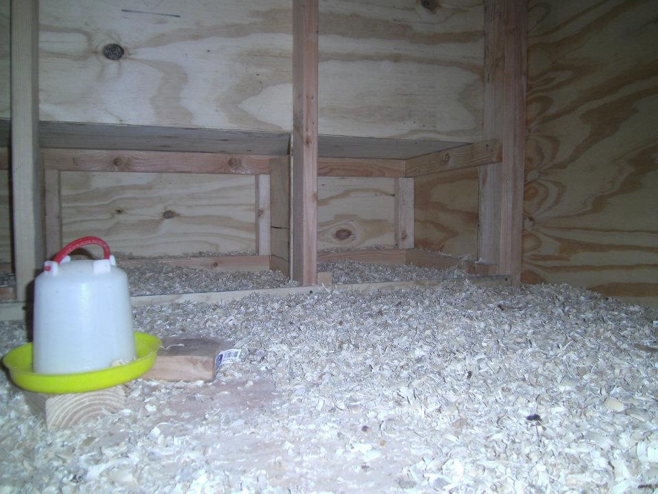 inside the hen house --view of nest boxes