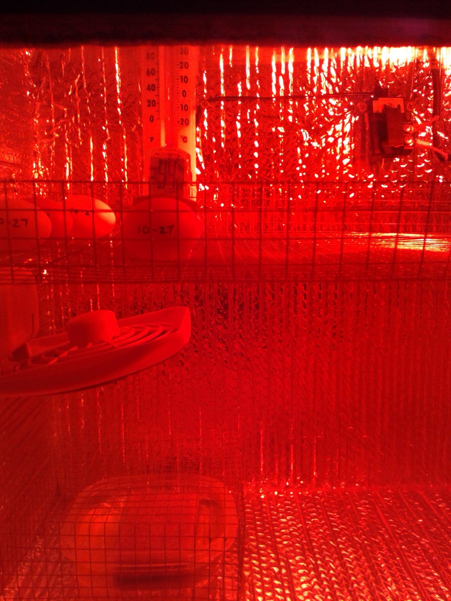 Inside the incubator I built, I still use this, by the way.