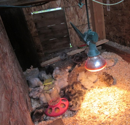 Inside the new Tudor style chick house. One silkie partition to the pop door.