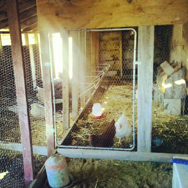 inside the newly remodeled coop (still a work in progress)