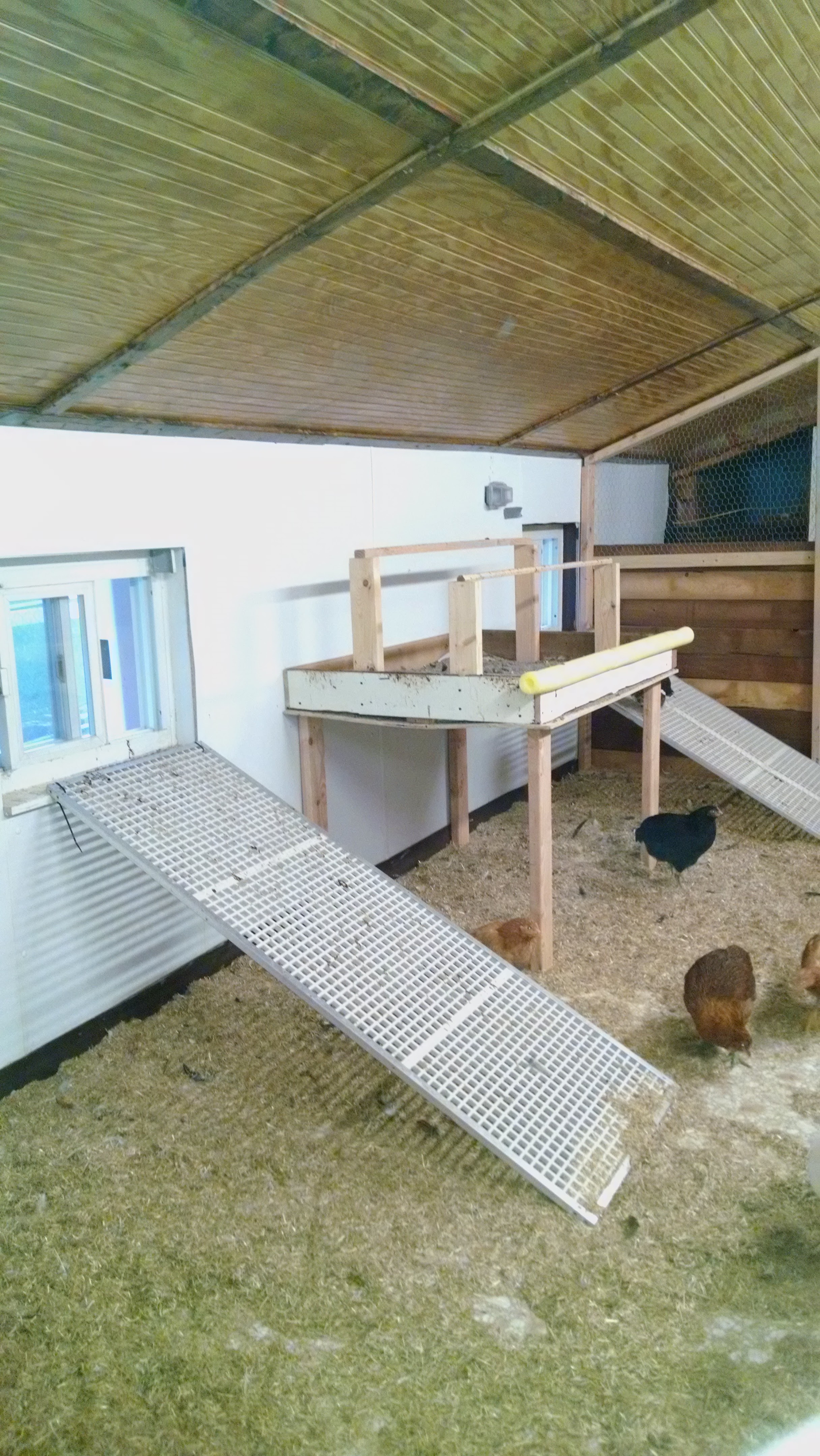 Inside the run shows 2 ramps to outside and a roost. BackYard