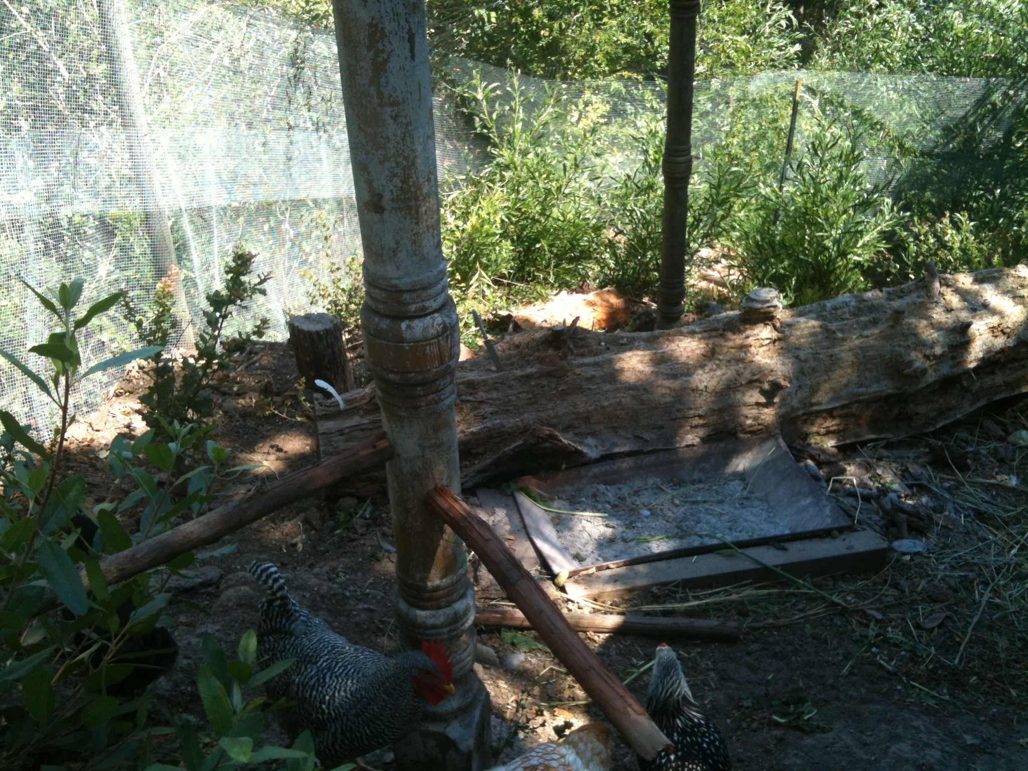 Inside view of the coop, I attached some roosts to the supports and the birds seem to enjoy them. As well as this we have a few rotting logs in the coop, mmmmm, bugs.