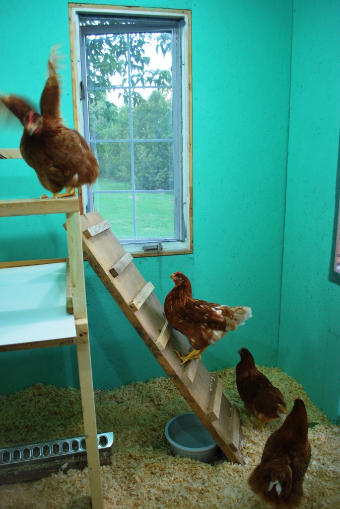 Inspecting the new roost with the poop tray below- I love it! Clean up is soooooo easy!