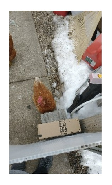 Inspector chick.jpeg