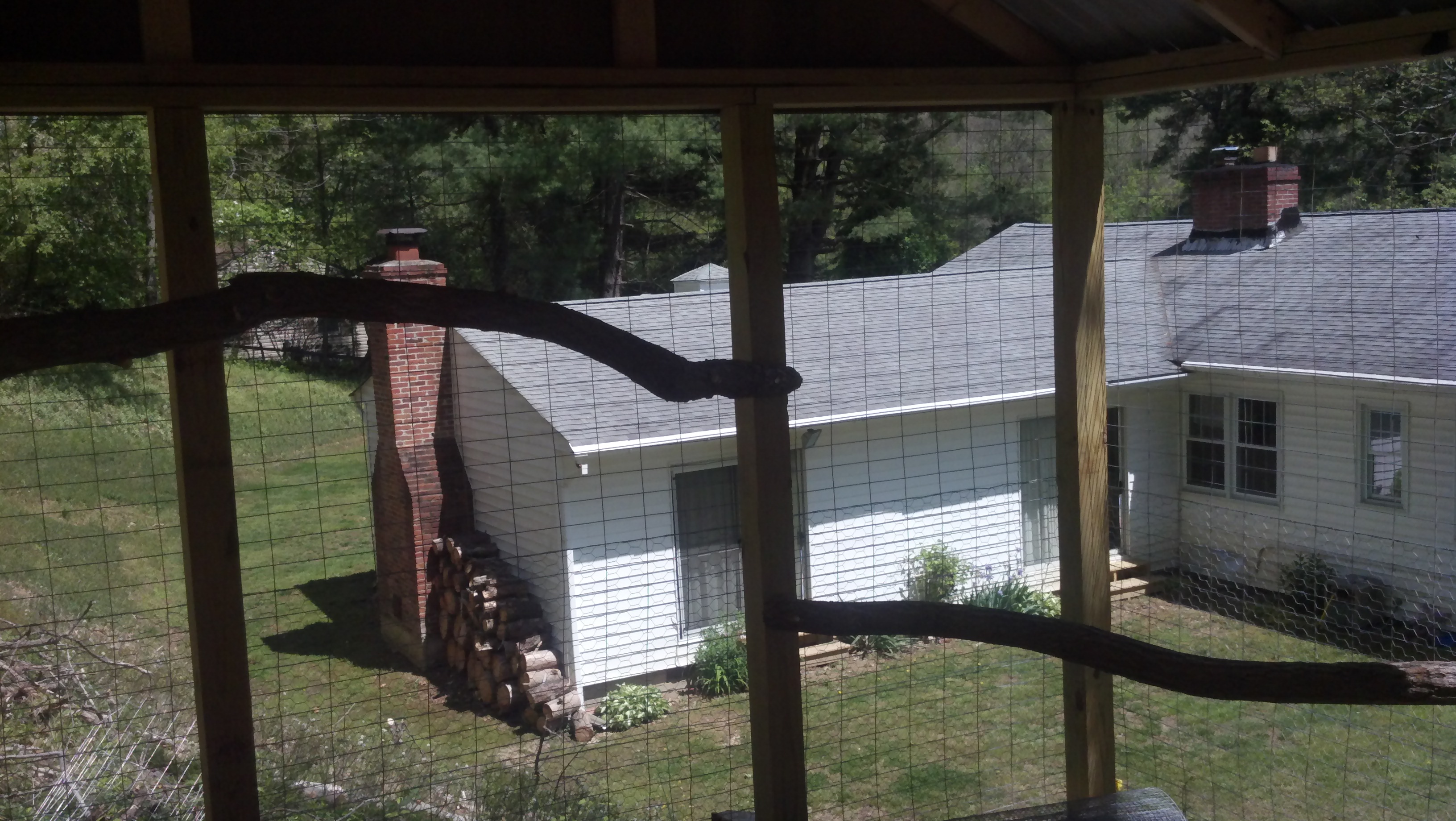 Installed 2 roosts in the pen so the chicks can keep an eye on me in the yard.